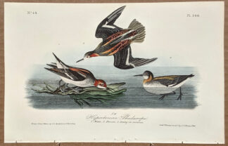 Audubon Octavo Print – Hyperborean Phalarope - Plate 340, 1st Edition