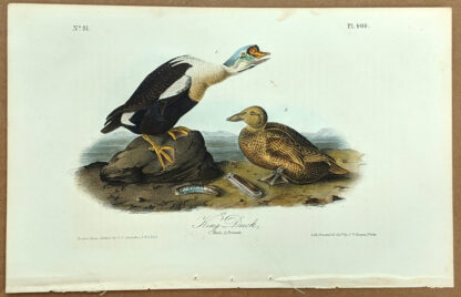 Audubon Octavo Print – King Duck - Plate 404, 1st Edition