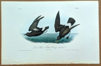 Audubon Octavo Print – Least Petrel - Mother Carey's chicken - Plate 461, 1st Edition