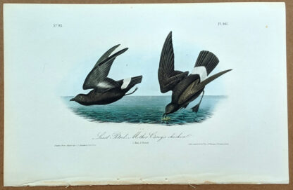 Audubon Octavo Print – Least Petrel - Mother Carey's chicken - Plate 461, 1st Edition