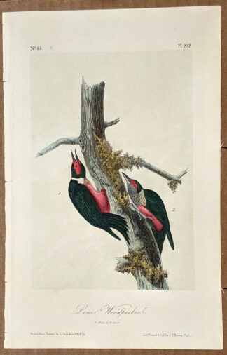 Audubon Octavo Print – Lewis' Woodpecker - Plate 272, 2nd Edition