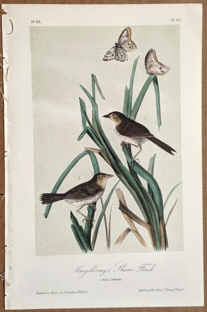 Audubon Octavo Print – Macgillivray's Shore Finch - Plate 173, 2nd Edition
