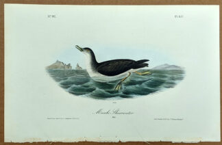 Audubon Octavo Print – Manks Shearwater - Plate 457, 1st Edition