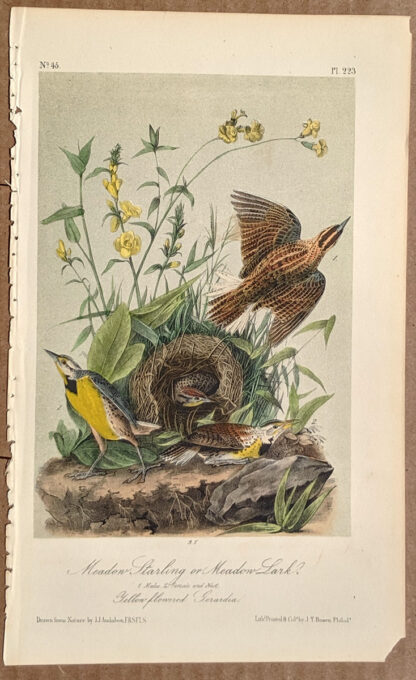 Audubon Octavo Print – Meadow Starling Lark - Plate 223, 2nd Edition
