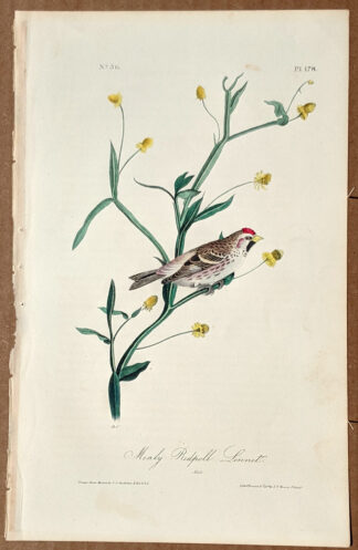 Audubon Octavo Print – Mealy Redpoll Linnet - Plate 178, 1st Edition