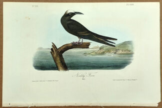 Audubon Octavo Print – Noddy Tern - Plate 440, 1st Edition