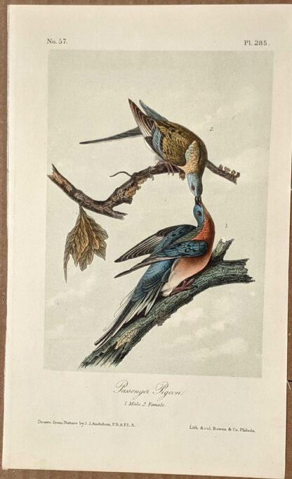 Audubon Octavo Print – Passenger Pigeon - Plate 285, 2nd Edition