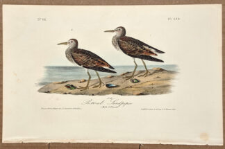 Audubon Octavo Print – Pectoral Sandpiper - Plate 329, 1st Edition