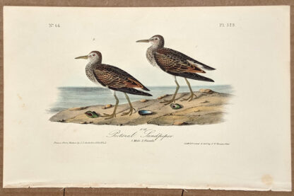 Audubon Octavo Print – Pectoral Sandpiper - Plate 329, 1st Edition