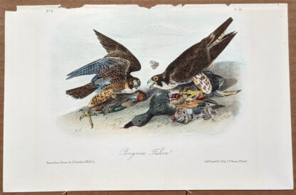 Audubon Octavo Print – Peregrine Falcon - Plate 20, 2nd Edition