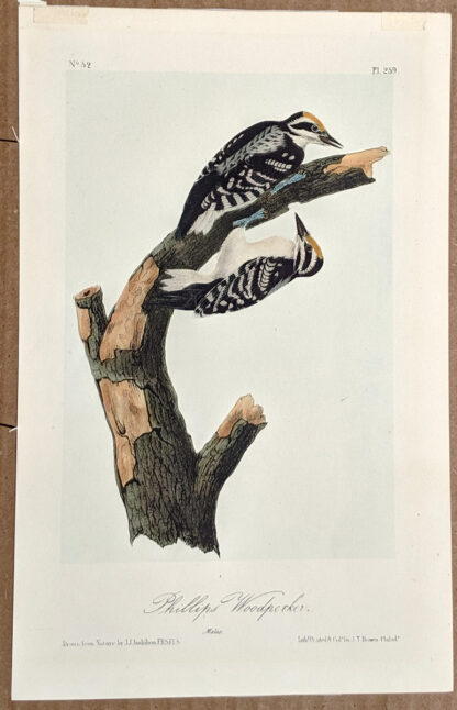 Audubon Octavo Print – Phillips Woodpecker - Plate 259, 2nd Edition
