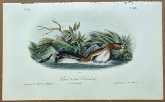 Audubon Octavo Print – Pied-billed Dobchick - Plate 483, 2nd Edition