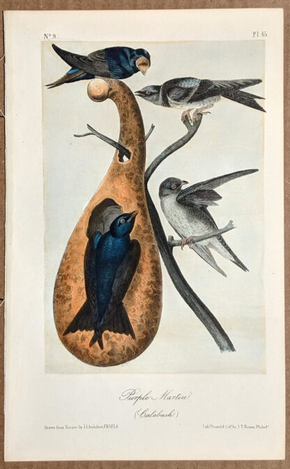 Audubon Octavo Print - Purple Martin - Plate 45, 2nd Edition