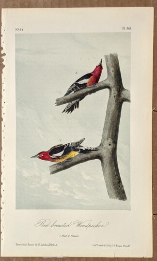 Audubon Octavo Print – Red-breasted Woodpecker - Plate 266, 2nd Edition