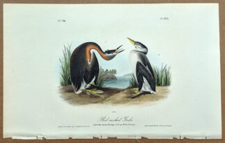 Audubon Octavo Print – Red-necked Grebe - Plate 480, 1st Edition
