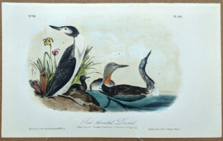 Audubon Octavo Print – Red-throated Diver Loon - Plate 478, 2nd Edition
