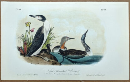 Audubon Octavo Print – Red-throated Diver Loon - Plate 478, 2nd Edition