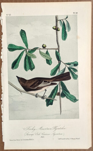 Audubon Octavo Print - Rocky Mountain Flycatcher - Plate 60, 2nd Edition