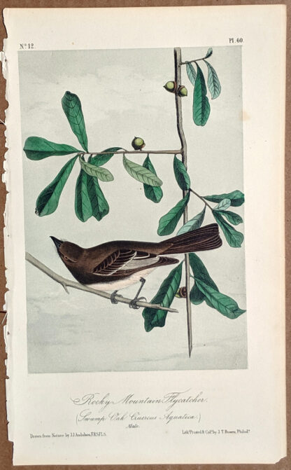 Audubon Octavo Print - Rocky Mountain Flycatcher - Plate 60, 2nd Edition