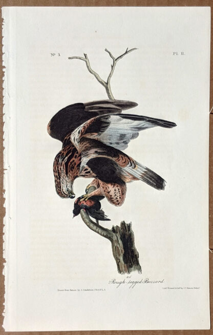 Audubon Octavo Print – Rough-legged Buzzard - Plate 11, 1st Edition
