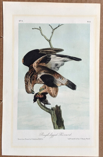 Audubon Octavo Print – Rough-legged Buzzard - Plate 11, 2nd Edition