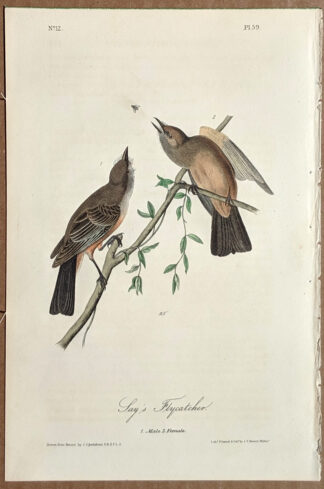 Audubon Octavo Print - Jay's Flycatcher - Plate 59, 1st Edition