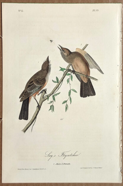 Audubon Octavo Print - Jay's Flycatcher - Plate 59, 1st Edition