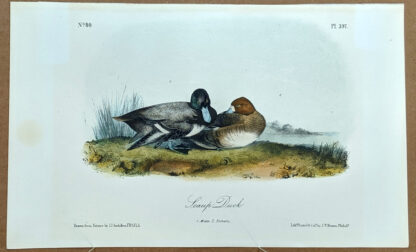 Audubon Octavo Print – Scaup Duck - Plate 397, 2nd Edition