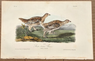 Audubon Octavo Print – Sharp-tailed Grouse - Plate 298, 1st Edition