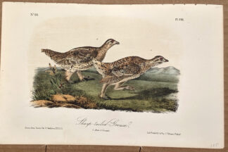 Audubon Octavo Print – Sharp-tailed Grouse - Plate 298, 2nd Edition