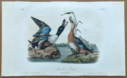 Audubon Octavo Print – Shoveller Duck - Plate 394, 2nd Edition