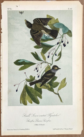 Audubon Octavo Print - Small Green-crested Flycatcher - Plate 62, 2nd Edition