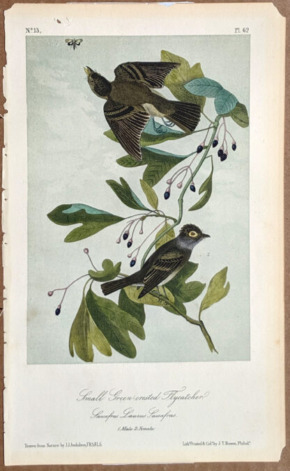 Audubon Octavo Print - Small Green-crested Flycatcher - Plate 62, 2nd Edition