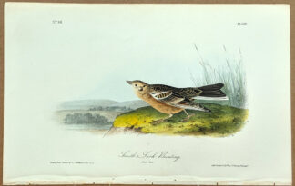 Audubon Octavo Print – Smith's Lark - Bunting - Plate 487, 1st Edition