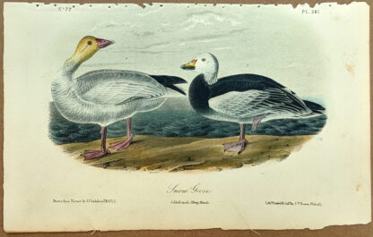 Audubon Octavo Print – Snow Goose - Plate 381, 2nd Edition