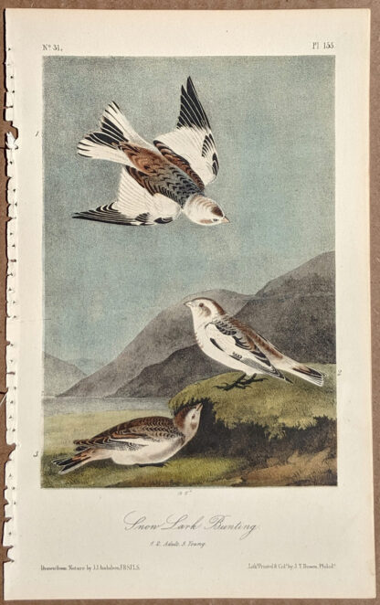Audubon Octavo Print – Snow Lark Bunting - Plate 155, 2nd Edition