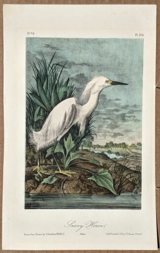 Audubon Octavo Print – Snowy Heron - Plate 374, 2nd Edition