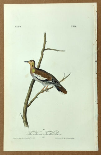 Audubon Octavo Print – The Texan Turtle Dove - Plate 496, 1st Edition