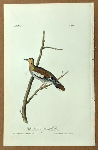 Audubon Octavo Print – The Texan Turtle Dove - Plate 496, 1st Edition