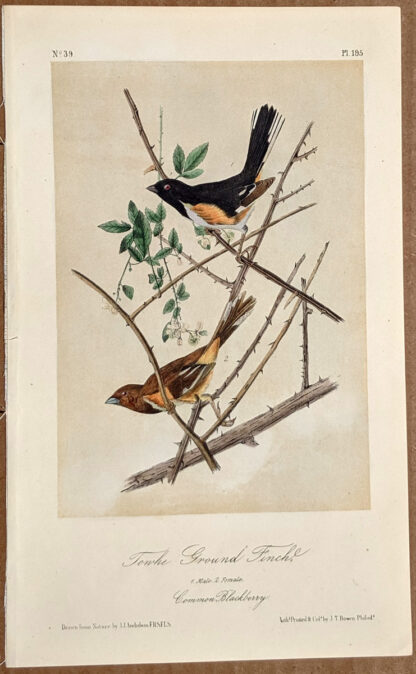 Audubon Octavo Print – Towhe Ground Finch - Plate 195, 2nd Edition