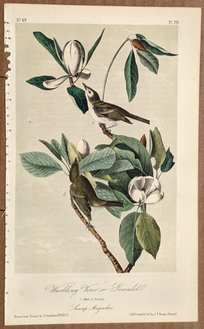 Audubon Octavo Print – Warbling Vireo or Greenlet - Plate 241, 2nd Edition