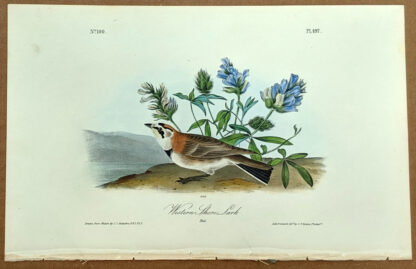Audubon Octavo Print – Western Shore Lark - Plate 497, 1st Edition