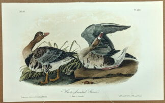 Audubon Octavo Print – White-fronted Goose - Plate 380, 2nd Edition