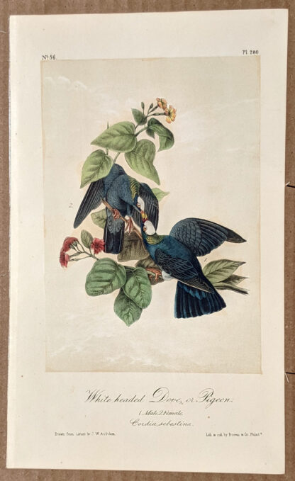 Audubon Octavo Print – White-headed Dove or Pigeon - Plate 280, 2nd Edition
