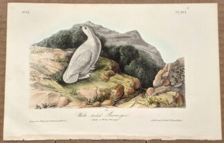 Audubon Octavo Print – White-tailed Ptarmigan - Plate 302, 1st Edition