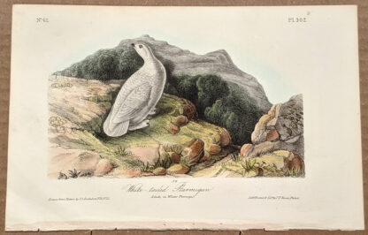 Audubon Octavo Print – White-tailed Ptarmigan - Plate 302, 1st Edition
