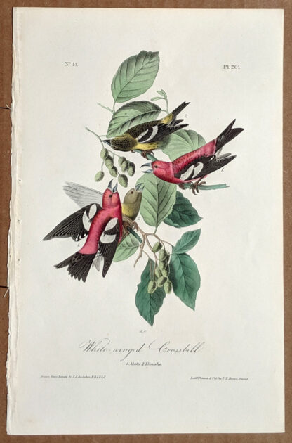 Audubon Octavo Print – White-winged Crossbill - Plate 201, 1st Edition
