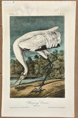 Audubon Octavo Print – Whooping Crane - Plate 313, 2nd Edition