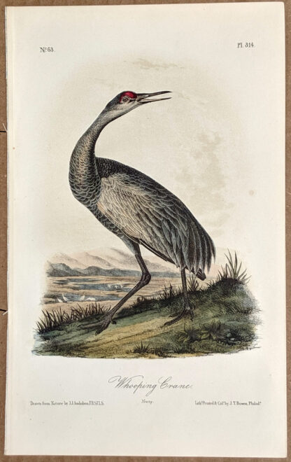 Audubon Octavo Print – Whooping Crane - Plate 314, 2nd Edition
