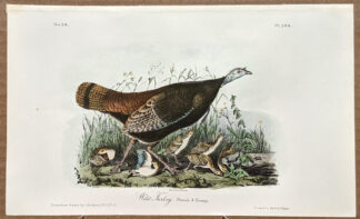 Audubon Octavo Print – Wild Turkey - Plate 288, 2nd Edition